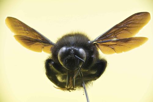 Réf. 354 499 : Xylocopa violacea